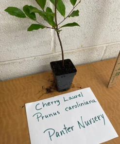 10 Cherry Laurel Prunus Caroliniana Live Plants - 6-12 inch Tall, 2.5 inch Pots, Outdoor Evergreen Tree - Image 8