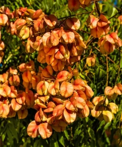 10 Chinese Flame Tree Seeds - Koelreuteria Bipinnata - Yellow & Pink Flowers - Image 2