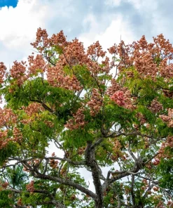 10 Chinese Flame Tree Seeds - Koelreuteria Bipinnata - Yellow & Pink Flowers - Image 3
