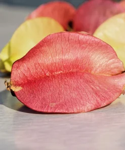 10 Chinese Flame Tree Seeds - Koelreuteria Bipinnata - Yellow & Pink Flowers - Image 4