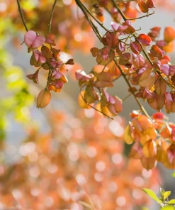 10 Chinese Flame Tree Seeds - Koelreuteria Bipinnata - Yellow & Pink Flowers - Image 5
