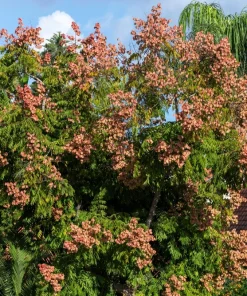 10 Chinese Flame Tree Seeds - Koelreuteria Bipinnata - Yellow & Pink Flowers - Image 6