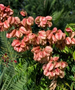 10 Chinese Flame Tree Seeds - Koelreuteria Bipinnata - Yellow & Pink Flowers - Image 7