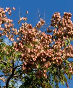 10 Chinese Flame Tree Seeds - Koelreuteria Bipinnata - Yellow & Pink Flowers - Image 8