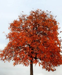 10 Chinese Flame Tree Seeds - Koelreuteria Bipinnata - Yellow & Pink Flowers - Image 9