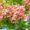 10 Chinese Flame Tree Seeds - Koelreuteria Bipinnata - Yellow & Pink Flowers - Image 1