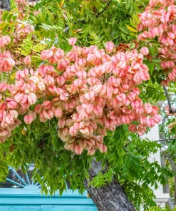 10 Chinese Flame Tree Seeds - Koelreuteria Bipinnata - Yellow & Pink Flowers - Image 1