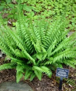 10 Christmas Fern Bare Root Live Plants - Evergreen Woodland Fern Perennial - Image 3