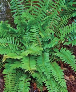 10 Christmas Fern Bare Root Live Plants - Evergreen Woodland Fern Perennial - Image 1