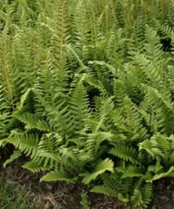 10 Christmas Fern Bare Root Live Plants - Evergreen Woodland Fern Perennial - Image 4