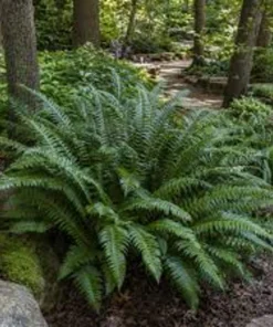 10 Christmas Fern Bare Root Live Plants - Evergreen Woodland Fern Perennial - Image 5