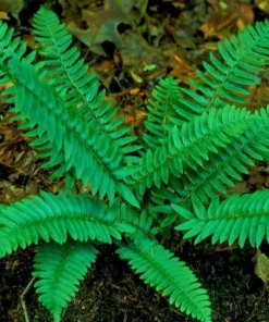 10 Christmas Fern Rhizomes – Live Native Plant Roots – Polystichum acrostichoides – Outdoor Shade Garden - Image 3