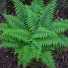 10 Christmas Fern Rhizomes – Live Native Plant Roots – Polystichum acrostichoides – Outdoor Shade Garden - Image 1