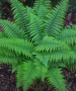 10 Christmas Fern Rhizomes – Live Native Plant Roots – Polystichum acrostichoides – Outdoor Shade Garden - Image 1