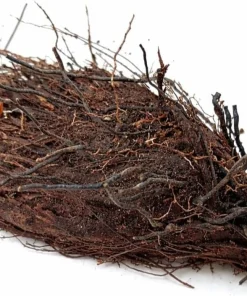 10 Cinnamon Fern Roots - Native Woodland Fern Rhizomes for Shade Gardens, Bare Root - Image 2