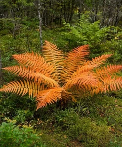10 Cinnamon Fern Roots - Native Woodland Fern Rhizomes for Shade Gardens, Bare Root - Image 3