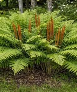 10 Cinnamon Fern Roots - Native Woodland Fern Rhizomes for Shade Gardens, Bare Root - Image 4