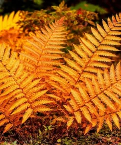 10 Cinnamon Fern Roots - Native Woodland Fern Rhizomes for Shade Gardens, Bare Root - Image 5