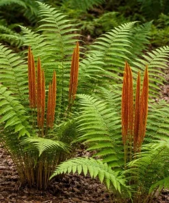 10 Cinnamon Fern Roots - Native Woodland Fern Rhizomes for Shade Gardens, Bare Root - Image 6