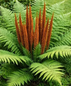10 Cinnamon Fern Roots - Native Woodland Fern Rhizomes for Shade Gardens, Bare Root - Image 7