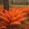 10 Cinnamon Fern Roots - Native Woodland Fern Rhizomes for Shade Gardens, Bare Root - Image 1