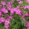 10 Crimson Beauty Creeping Phlox Live Plant – Rosy-Pink Ground Cover Perennial – USDA Zones 3-9 - Image 1