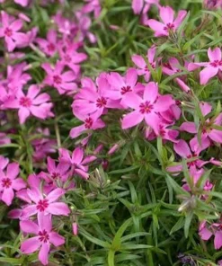 10 Crimson Beauty Creeping Phlox Live Plant – Rosy-Pink Ground Cover Perennial – USDA Zones 3-9 - Image 1