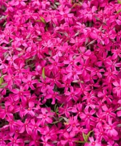 10 Crimson Beauty Creeping Phlox Live Plant – Rosy-Pink Ground Cover Perennial – USDA Zones 3-9 - Image 4