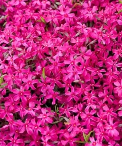 10 Crimson Beauty Creeping Phlox Live Plant – Rosy-Pink Ground Cover Perennial – USDA Zones 3-9 - Image 7