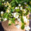 10 Dwarf Creeping Snowberry Shrub Seeds - White Pink Flowers - Image 1