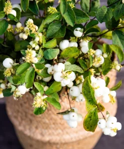 10 Dwarf Creeping Snowberry Shrub Seeds - White Pink Flowers - Image 1