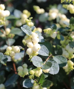 10 Dwarf Creeping Snowberry Shrub Seeds - White Pink Flowers - Image 3