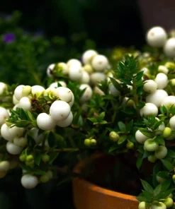 10 Dwarf Creeping Snowberry Shrub Seeds - White Pink Flowers - Image 4
