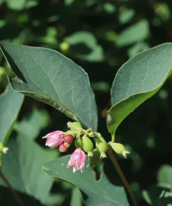 10 Dwarf Creeping Snowberry Shrub Seeds - White Pink Flowers - Image 5