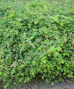 10 Dwarf Creeping Snowberry Shrub Seeds - White Pink Flowers - Image 6