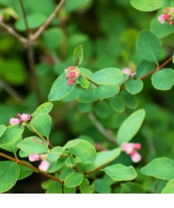 10 Dwarf Creeping Snowberry Shrub Seeds - White Pink Flowers - Image 7