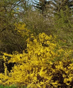 10 Dwarf Golden Rain Tree Seeds - Koelreuteria Paniculata Nana Yellow Flower Seeds - Image 10