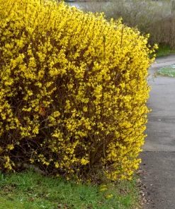 10 Dwarf Golden Rain Tree Seeds - Koelreuteria Paniculata Nana Yellow Flower Seeds - Image 11
