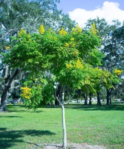 10 Dwarf Golden Rain Tree Seeds - Koelreuteria Paniculata Nana Yellow Flower Seeds - Image 12