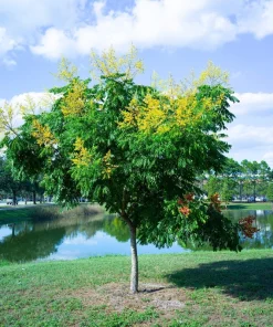 10 Dwarf Golden Rain Tree Seeds - Koelreuteria Paniculata Nana Yellow Flower Seeds - Image 13