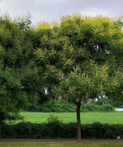 10 Dwarf Golden Rain Tree Seeds - Koelreuteria Paniculata Nana Yellow Flower Seeds - Image 15