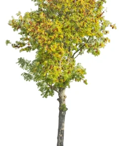 10 Dwarf Golden Rain Tree Seeds - Koelreuteria Paniculata Nana Yellow Flower Seeds - Image 16