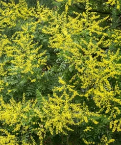 10 Dwarf Golden Rain Tree Seeds - Koelreuteria Paniculata Nana Yellow Flower Seeds - Image 2