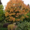 10 Dwarf Golden Rain Tree Seeds - Koelreuteria Paniculata Nana Yellow Flower Seeds - Image 1