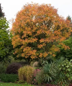 10 Dwarf Golden Rain Tree Seeds - Koelreuteria Paniculata Nana Yellow Flower Seeds - Image 1