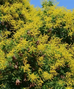 10 Dwarf Golden Rain Tree Seeds - Koelreuteria Paniculata Nana Yellow Flower Seeds - Image 3