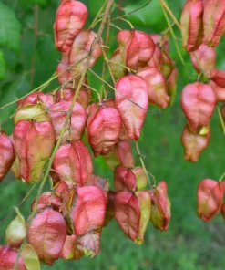 10 Dwarf Golden Rain Tree Seeds - Koelreuteria Paniculata Nana Yellow Flower Seeds - Image 4