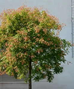 10 Dwarf Golden Rain Tree Seeds - Koelreuteria Paniculata Nana Yellow Flower Seeds - Image 6