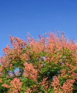 10 Dwarf Golden Rain Tree Seeds - Koelreuteria Paniculata Nana Yellow Flower Seeds - Image 7