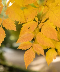 10 Dwarf Golden Rain Tree Seeds - Koelreuteria Paniculata Nana Yellow Flower Seeds - Image 8